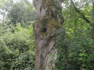 UA160730Wandeltocht05.JPG